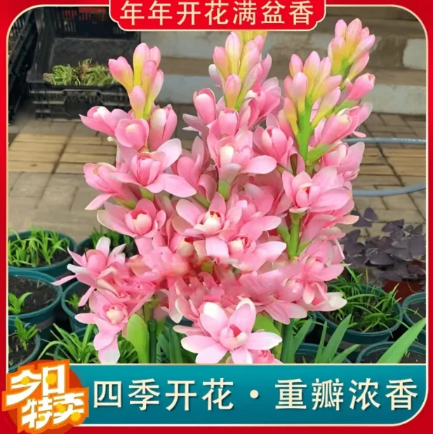 【晚香玉种球】晚香玉种球四季种植盆栽阳台