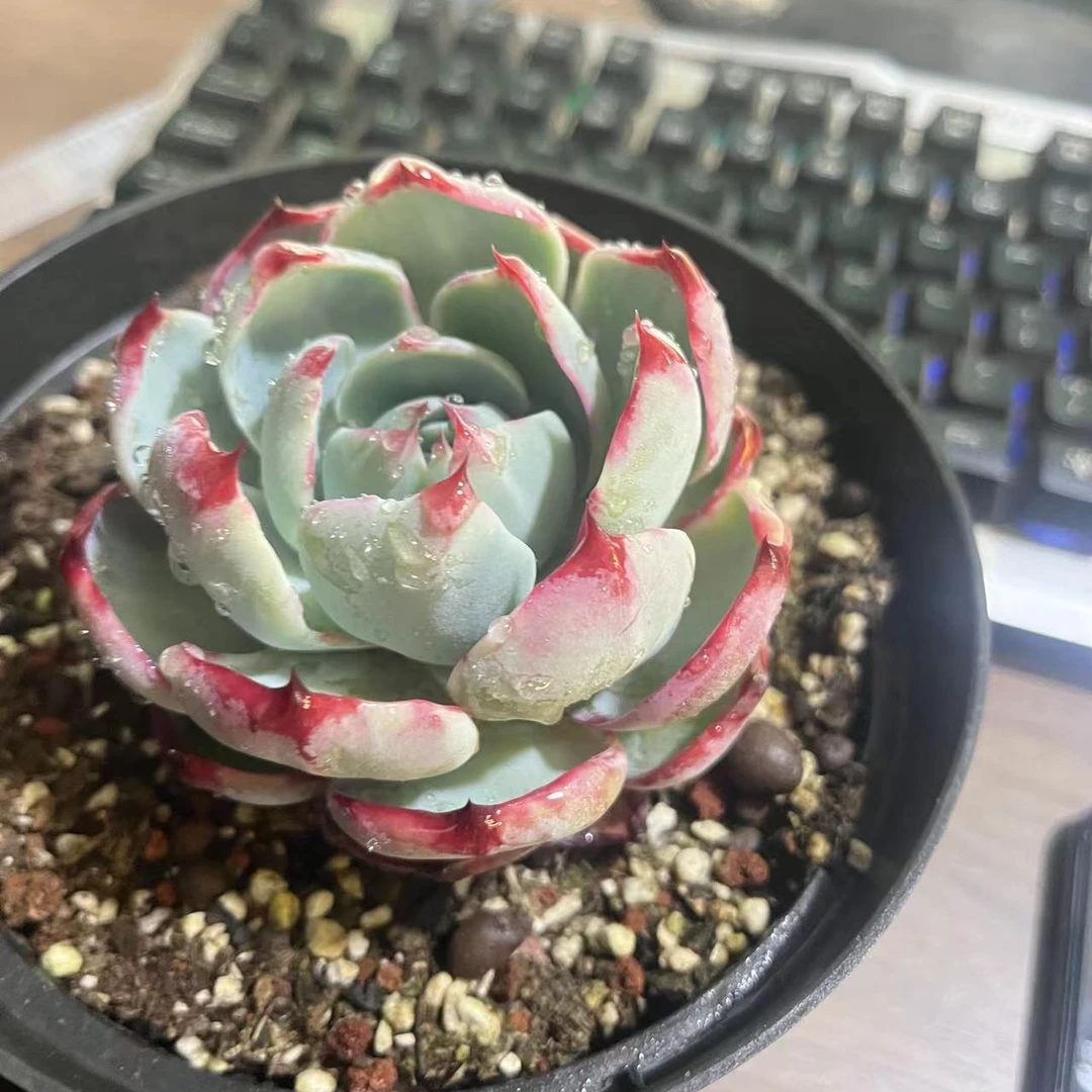 大惊鸿云南多肉精品多肉