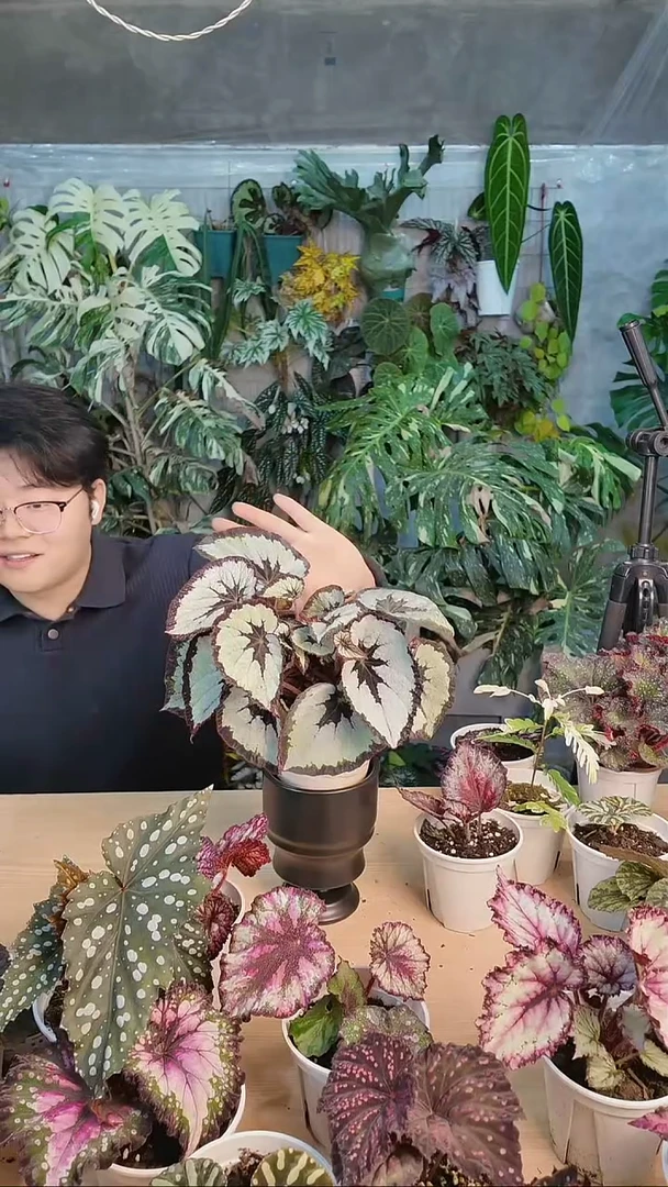 完全开放着装规则秋海棠