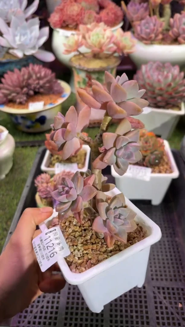 【闪购商品】11216