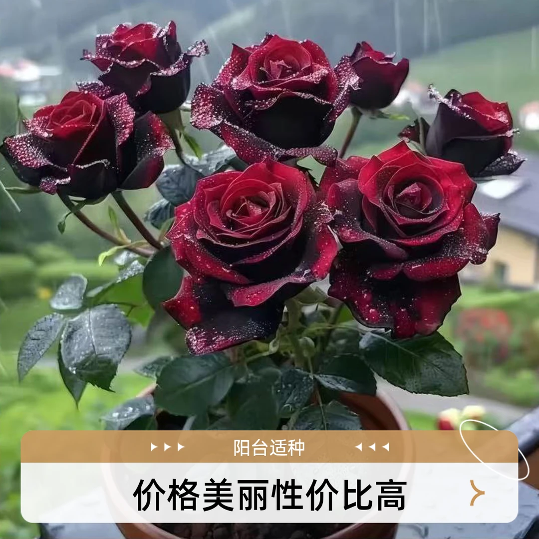 【新手福利】玫瑰花苗盆栽老根花卉植物室内阳台四季开花特大花月季