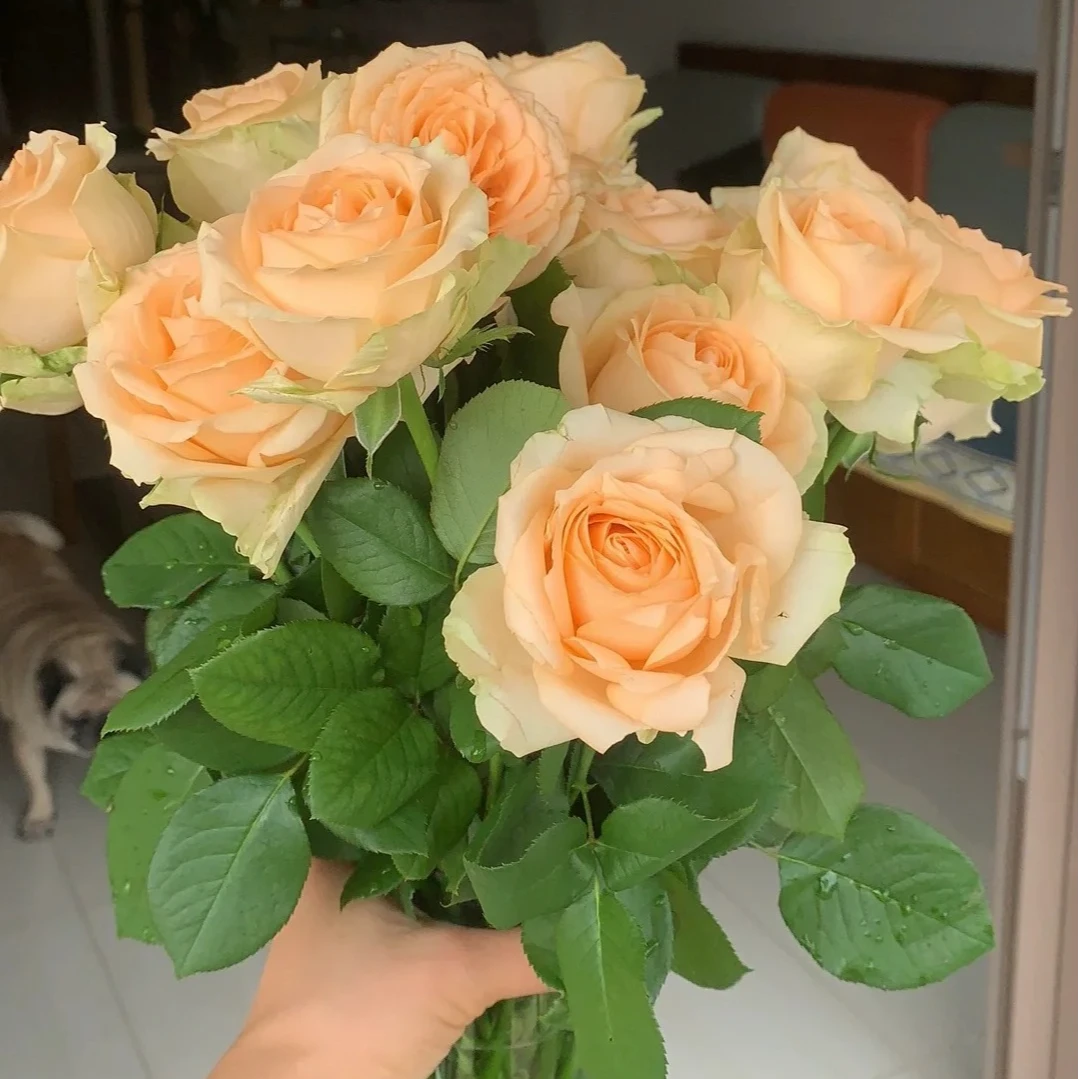 特价【香槟】玫瑰花 5枝