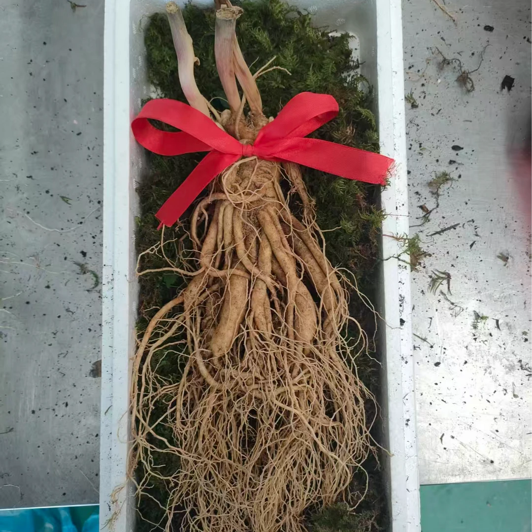 （巨无霸）东北长白山新鲜人参整支精选煲汤泡酒顺丰包邮