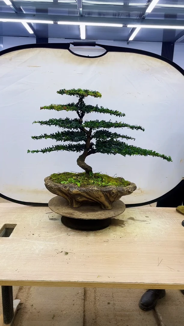 无花朵川****）0000000000000