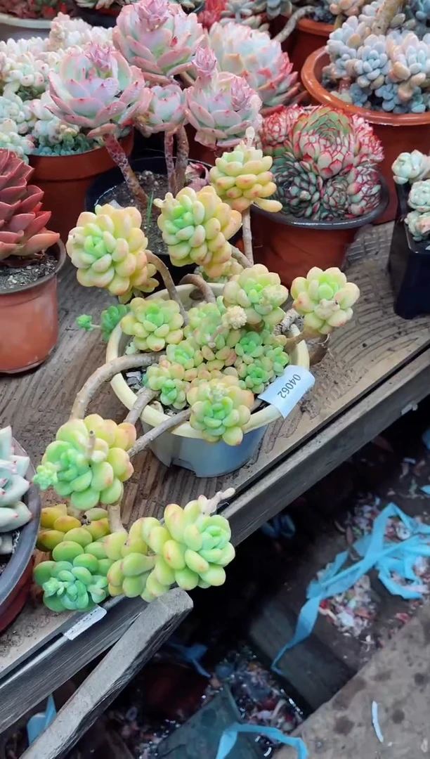 【闪购商品】04062