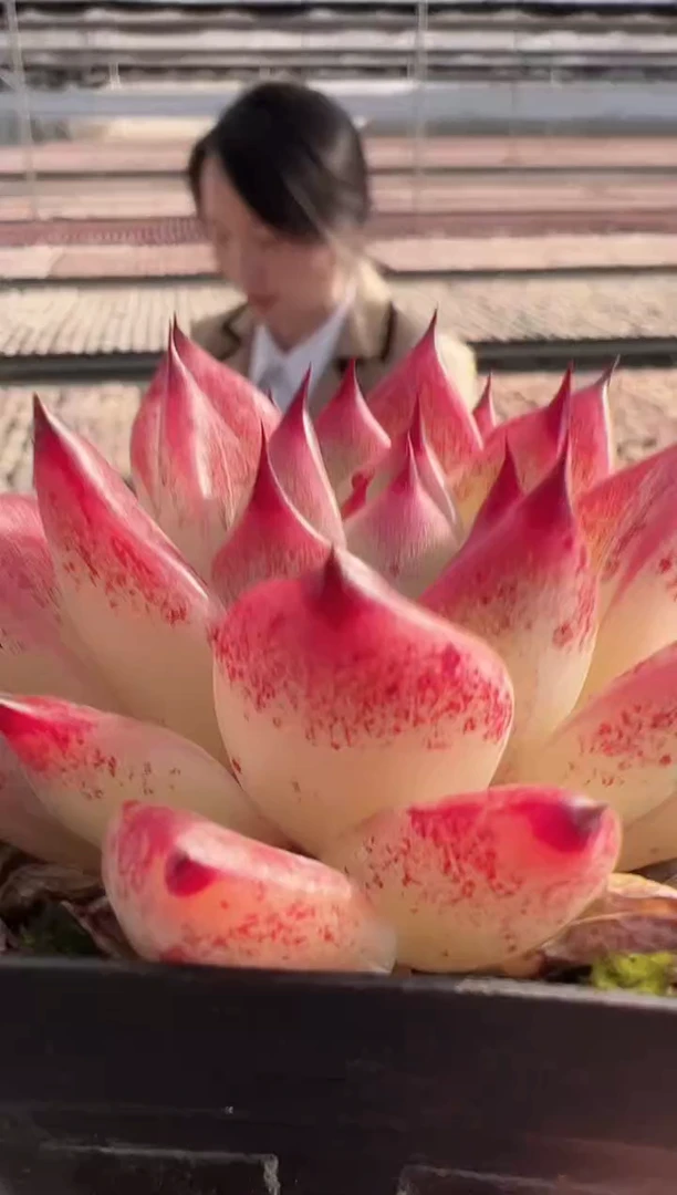 【闪购商品】福利款-207