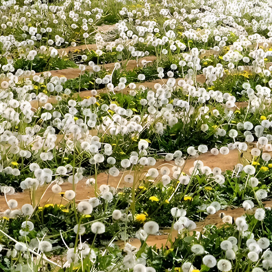 蒲公英种子婆婆丁