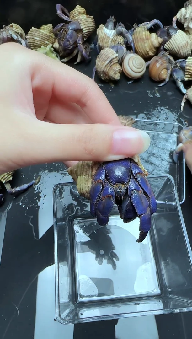 宝蓝色紫路残联不退不换