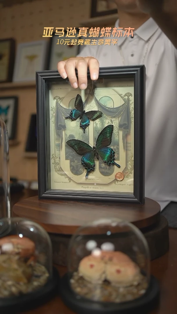 绿带翠凤蝶春型+夏型