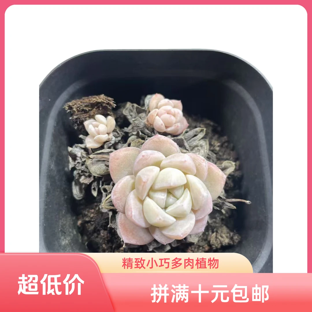 老桩冰玉拼满15元包邮星花怒放阳台露台办公室绿植植