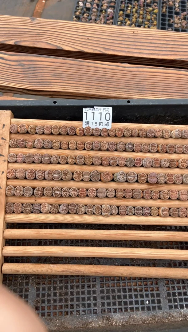 1110特价菊纹章有疤瑕疵发货10颗量拍