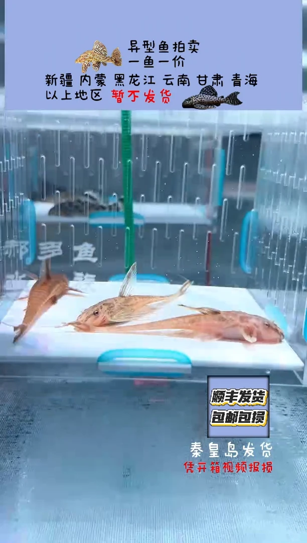 清道夫一组  不包入缸损70