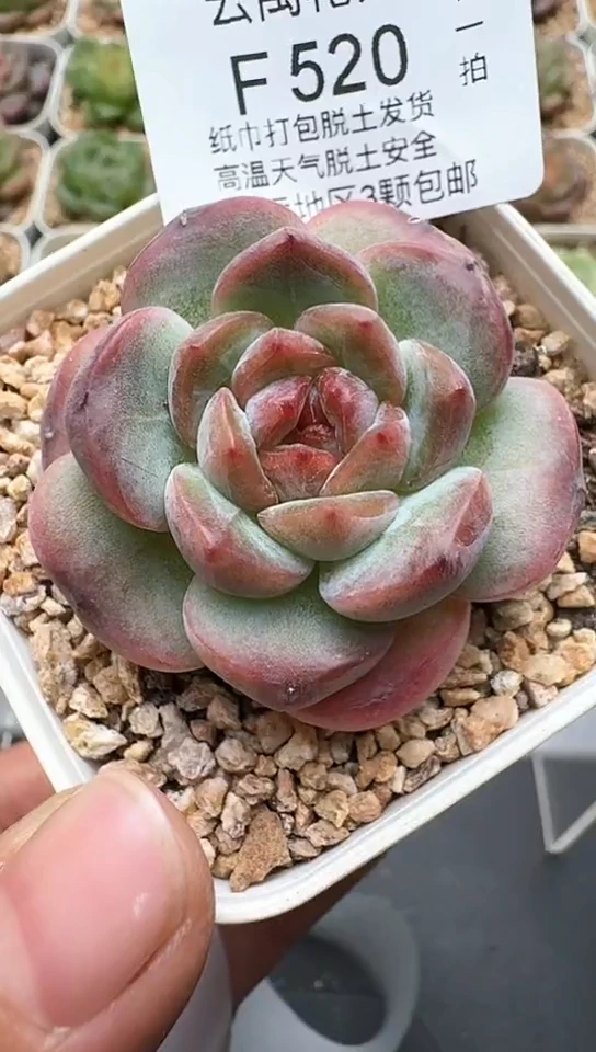 520F云禹多肉植物 默认脱土纸巾打包 3颗包邮