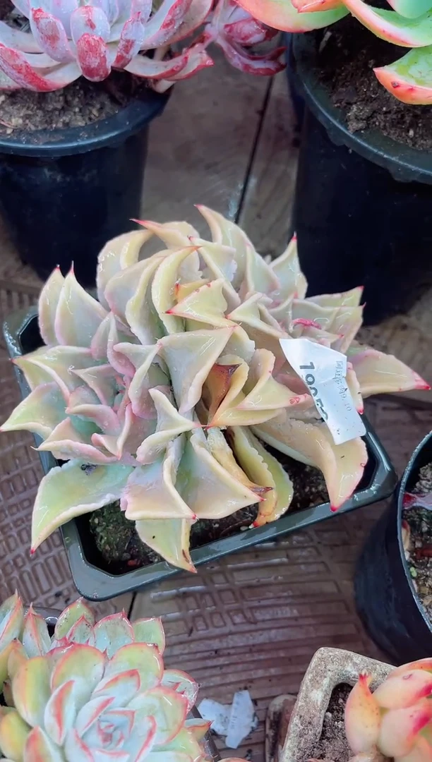 艺****校19050多肉植物一物一拍