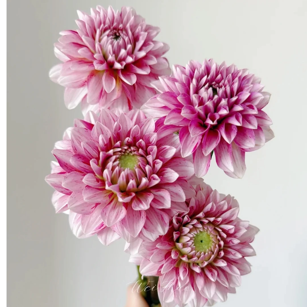 大丽花【草莓奶油】耐热耐晒勤花好养易养护适合种植阳台