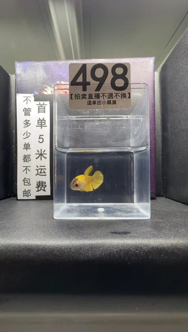 斗鱼母鱼编号：498