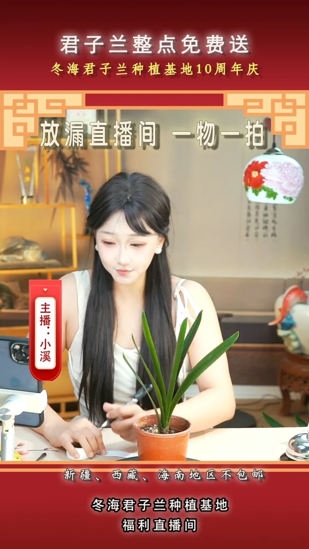 当前无花朵，栽培后可花朵用****5君子兰