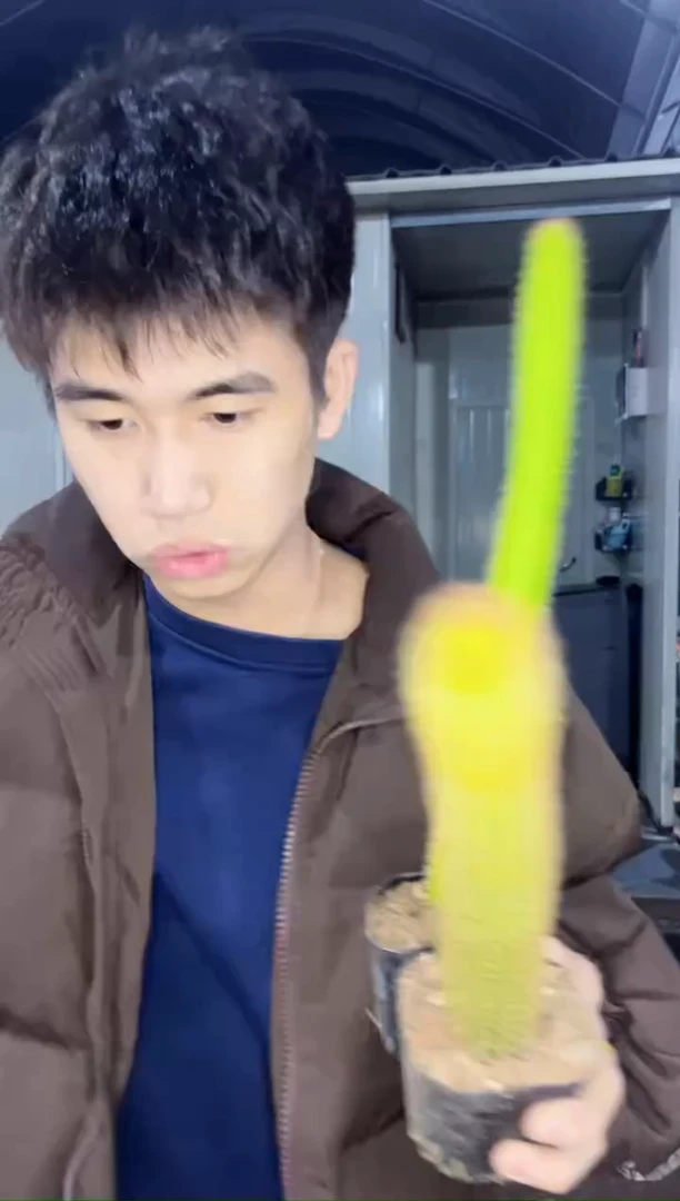 【闪购商品】2颗 彩舞柱【带根】