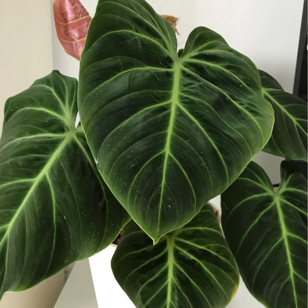 巧克力荧光蔓绿绒奢华荧光ins风网红盆栽室内创意观叶绿植