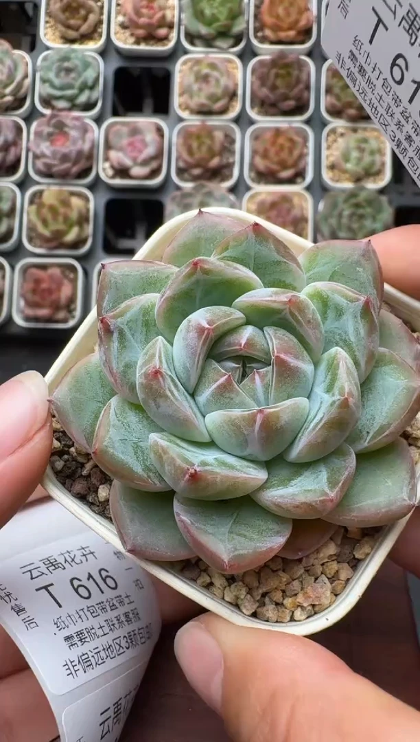 615带盆土发 当场拍3颗以上包柚 多肉植物 一物一拍
