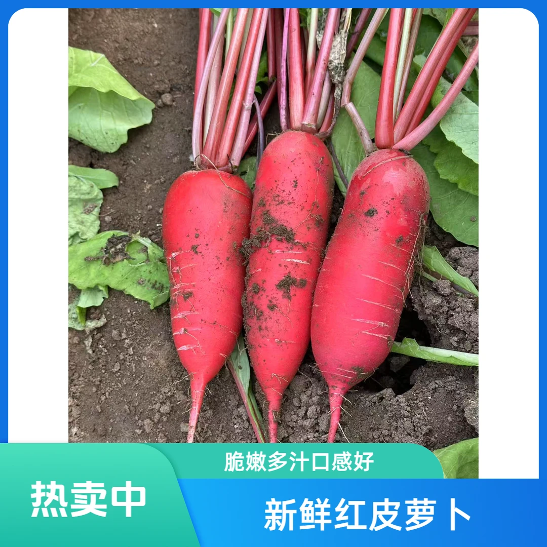 红萝卜新鲜现拔五斤装泡菜腌制红萝卜