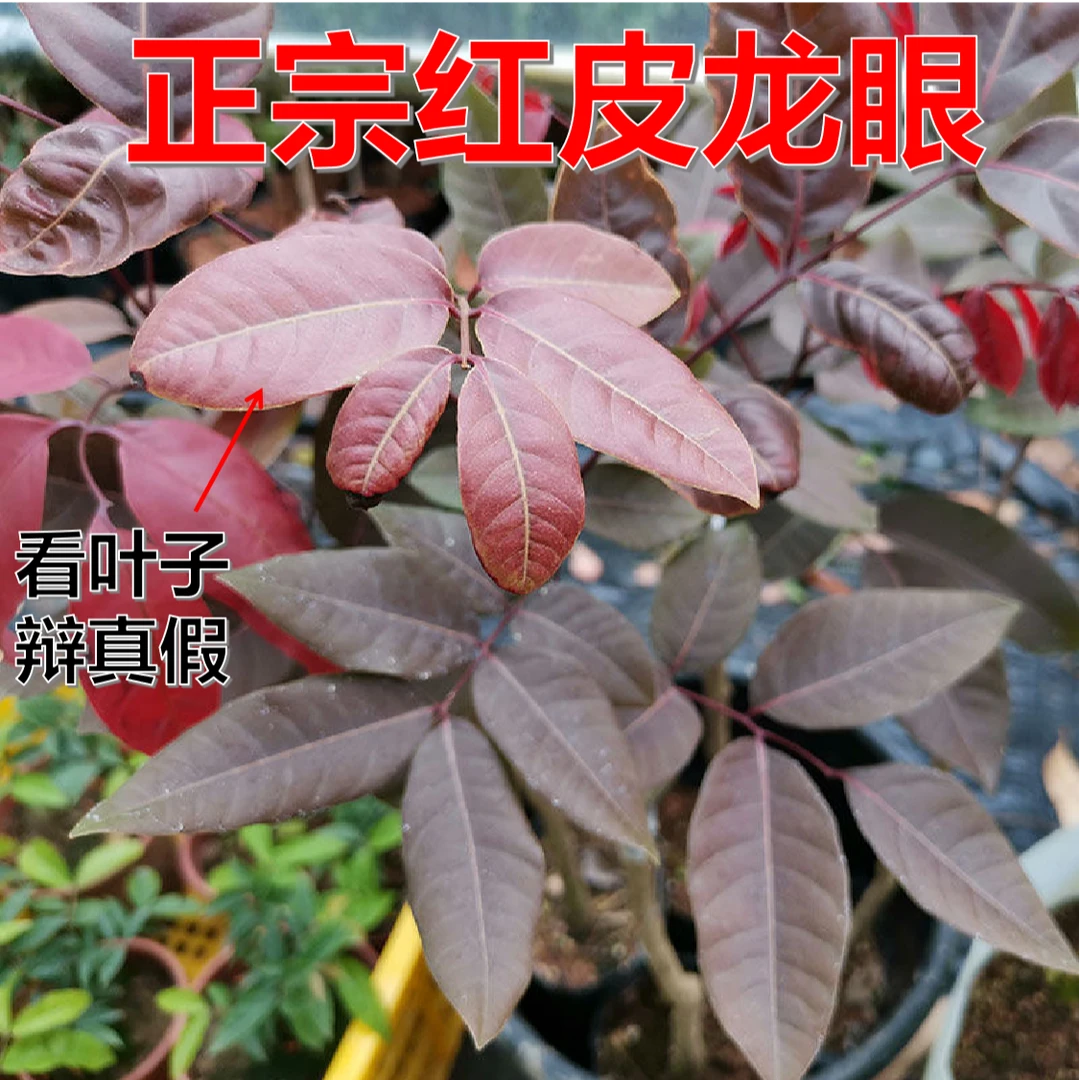 正宗红皮龙眼树苗嫁接苗四季结果带叶带泥发货适合庭院地栽盆栽种