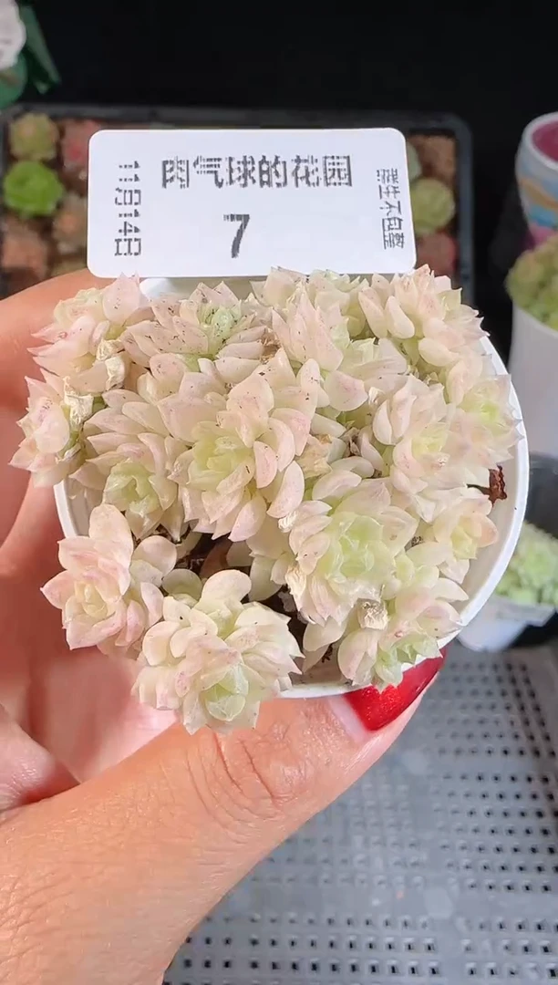 1114-07群生不包整