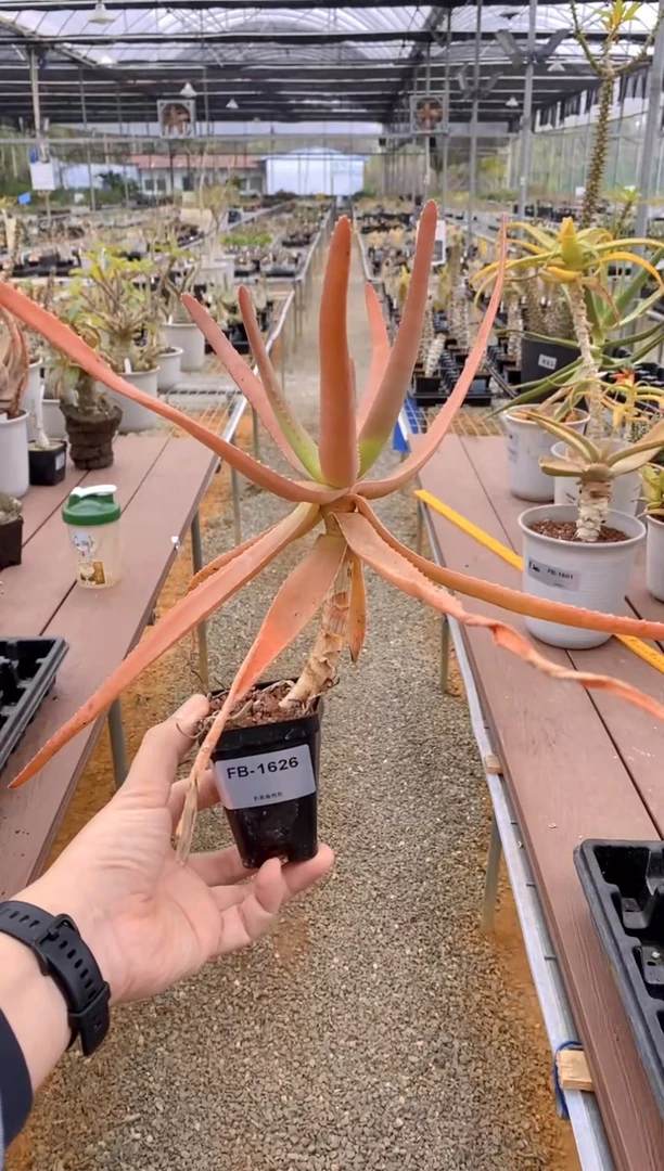 【闪购商品】原生芦荟脱土FB-1626