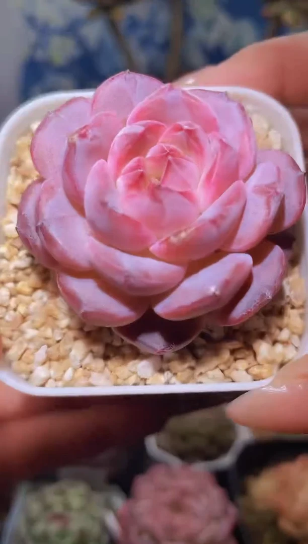 【闪购商品】549琥珀多肉