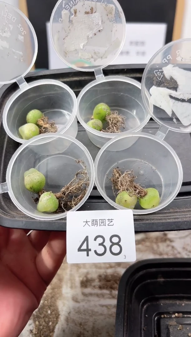 【闪购商品】++++438以下1盒