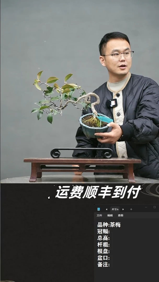 【闪购商品】16  茶梅