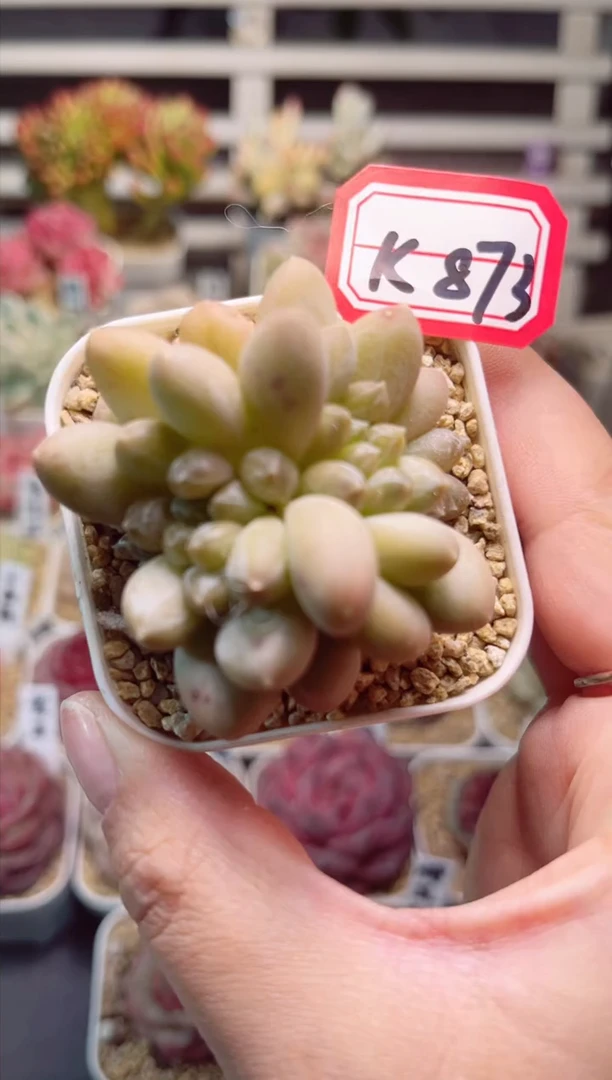 【闪购商品】K873咖啡豆一物一拍