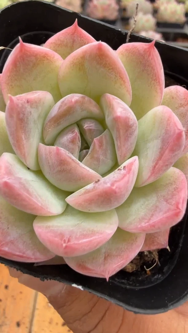 东云多肉二店-66