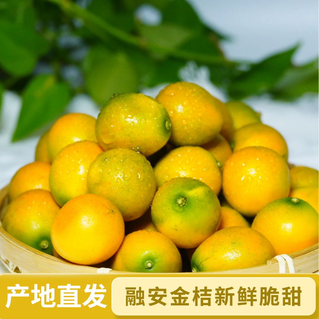 广西融安滑皮金桔多汁新鲜成熟脆皮金桔当季新鲜水果