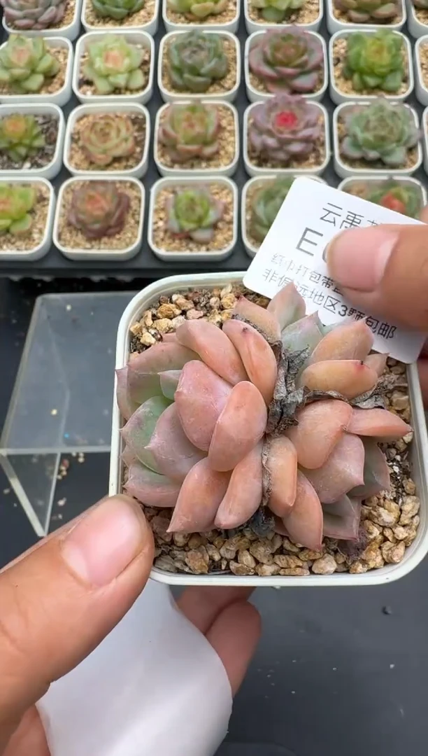 362E云禹多肉植物 带盆土纸巾打包 3颗包邮