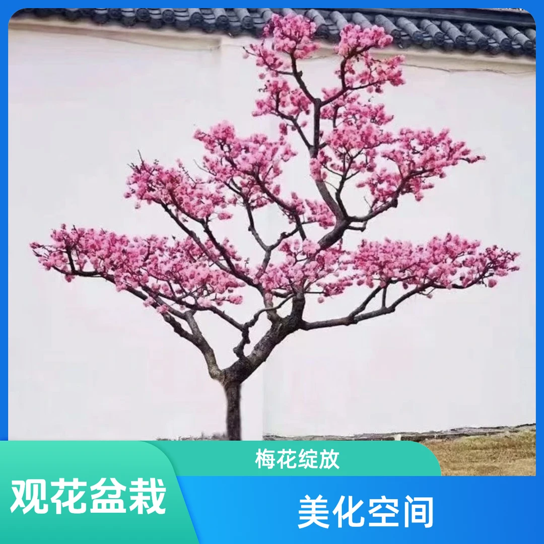 【一物一拍】高杆梅花庭院地栽盆栽