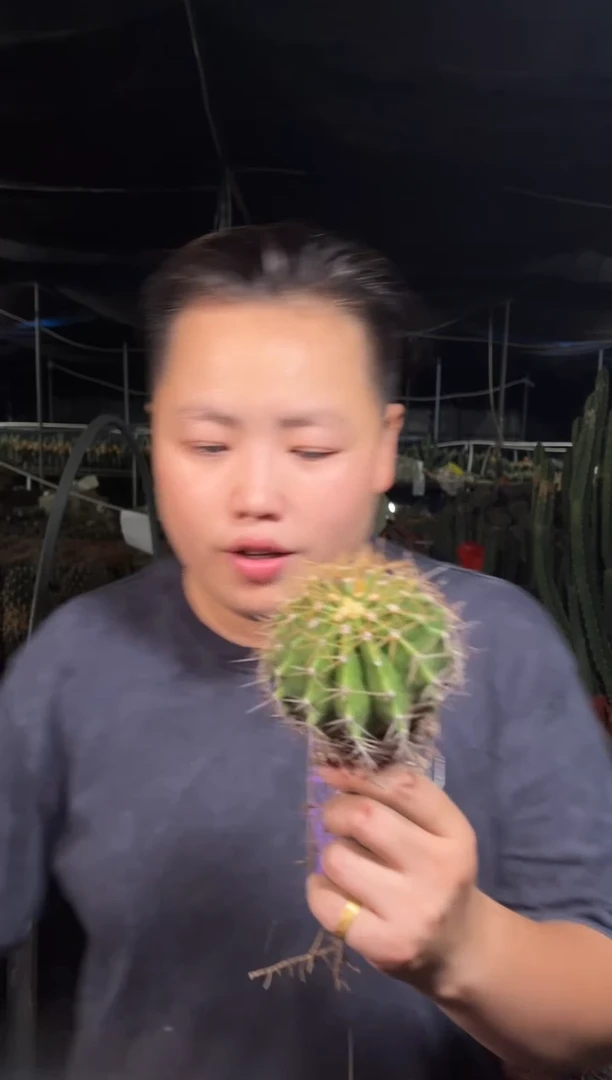 实生根黄彩玉冠幅5cm+3颗 5