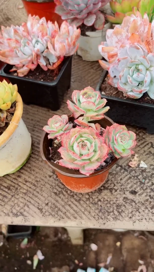敏*多肉植物一物一拍29124