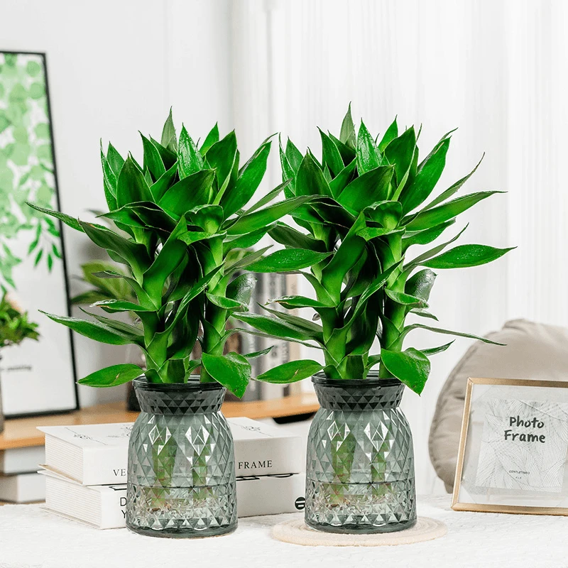 【买一送一】观音竹水养摆件富贵竹盆栽室内好养净化空气家居