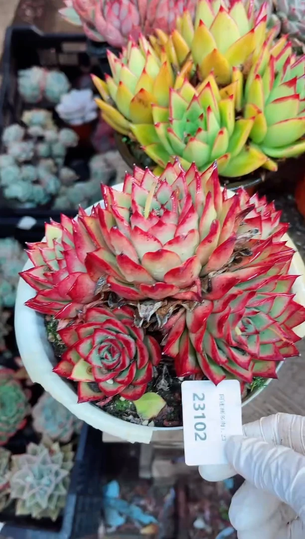 【闪购商品】23102