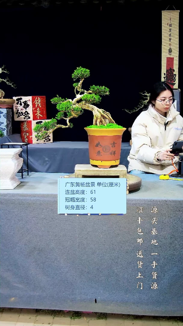 【闪购商品】黄杨盆景黄杨盆景