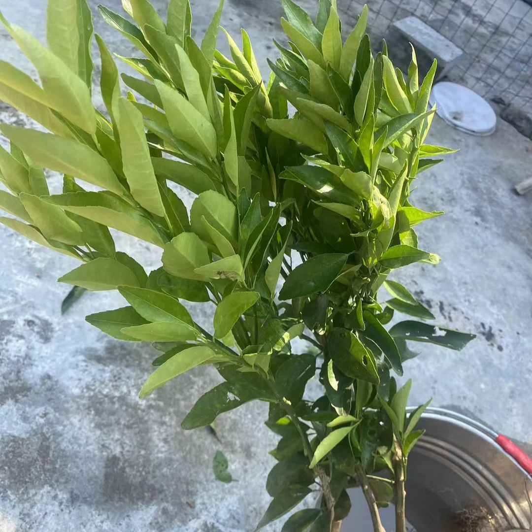 绿植花卉选购专用链接
