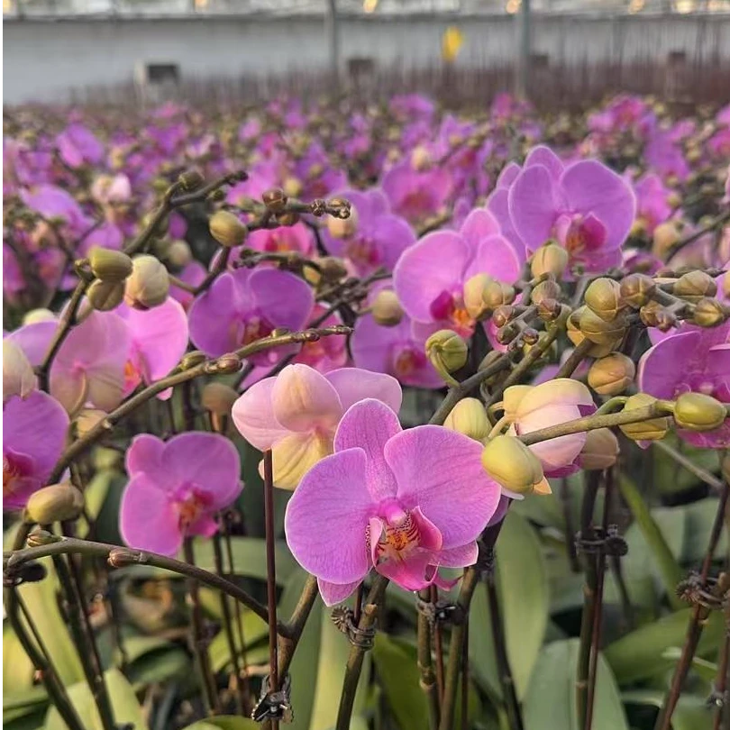 次日达【带花发货】蝴蝶兰带花剑 明日之星 精品冬季开花室内客厅阳台好养