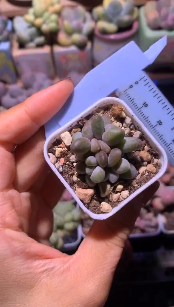 乌里韦亚奶酪叶插苗