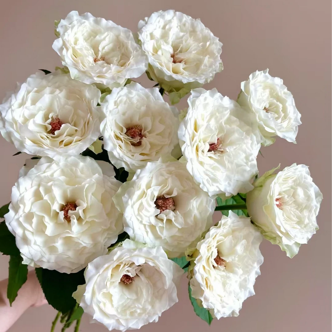 【独鬏鬏优选】云南稀有鲜花 [海浪] 单头玫瑰  顺丰冷链配送