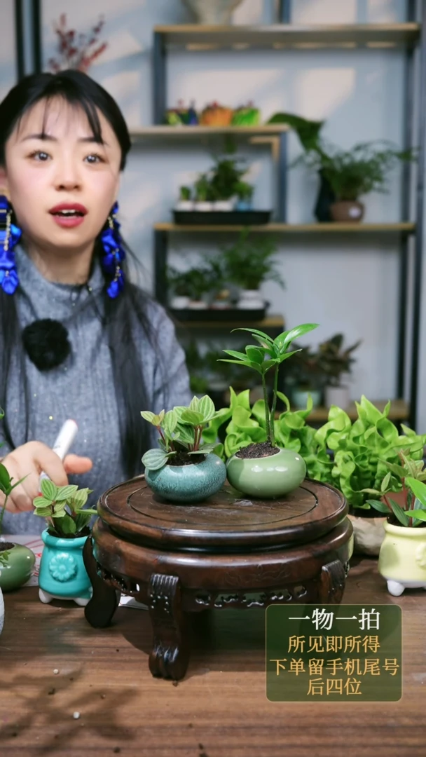 【闪购商品】148--1181火焰鸟巢蕨青