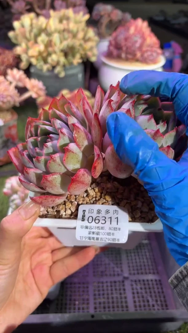 【闪购商品】06311