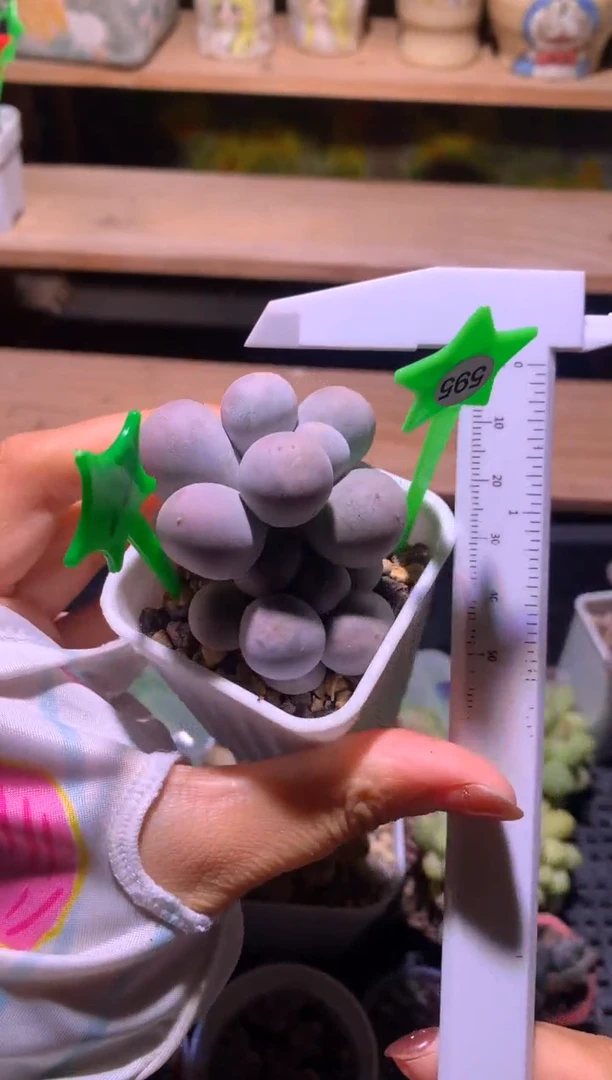 韩国米可双头，满28包邮，不满发一个叶片到付