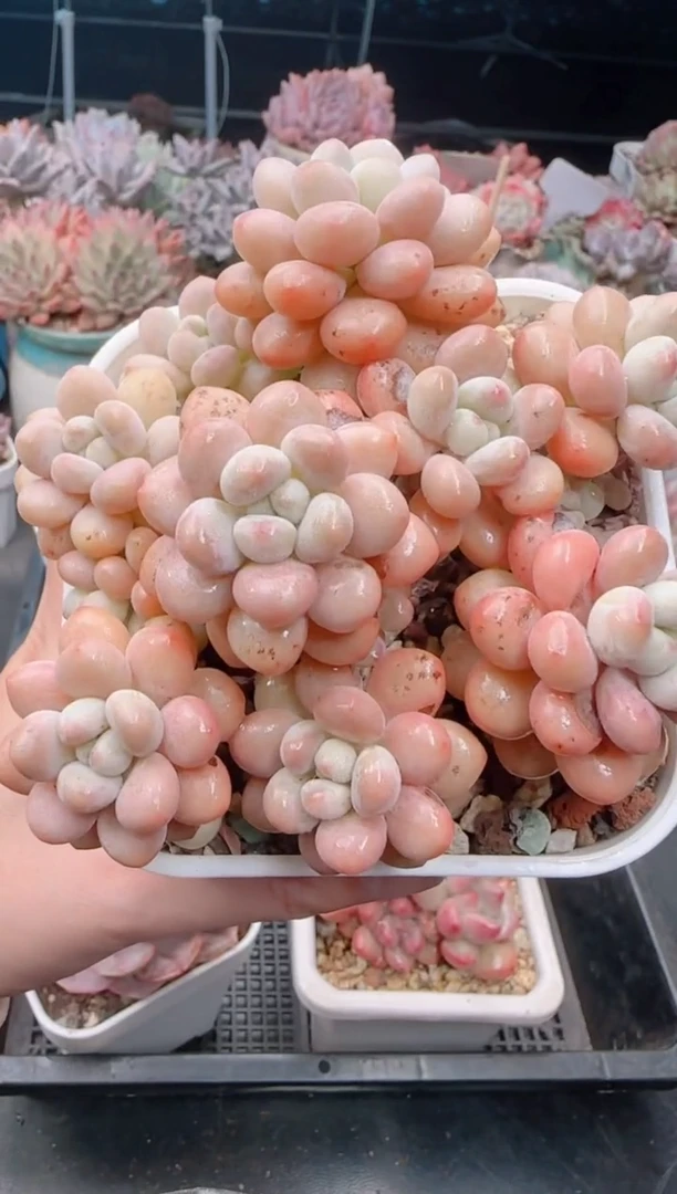 【闪购商品】8875洛可可