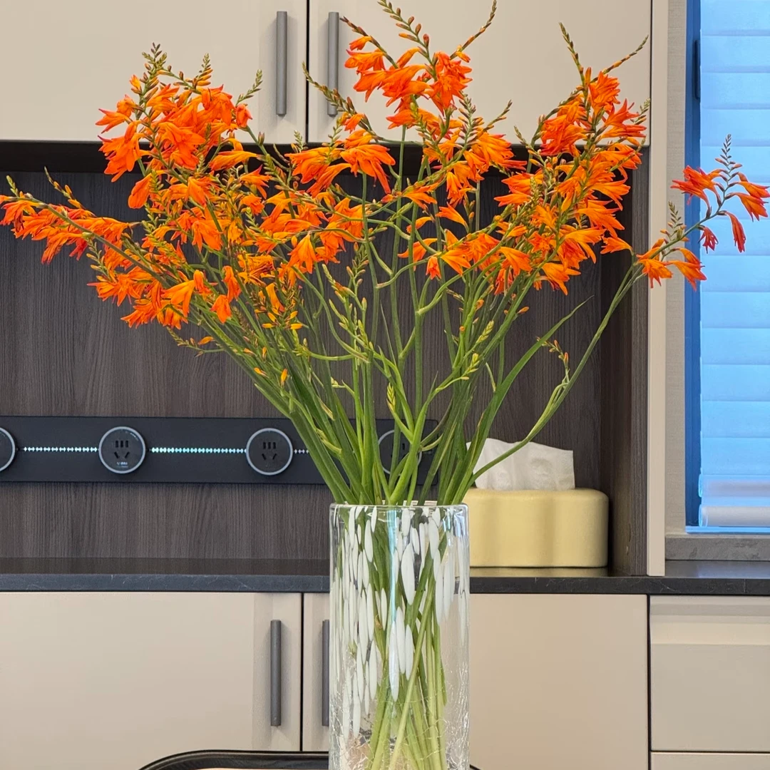 【新疆鲜花次日达】火焰兰1扎装-花鲜达家居养花生活鲜花全场两单包邮送货上门今天拍明天到云南基地现采鲜切花